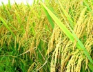 Cơ hội xuất khẩu gạo Việt Nam sang thị trường Australia